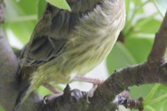 Junger Grünfink