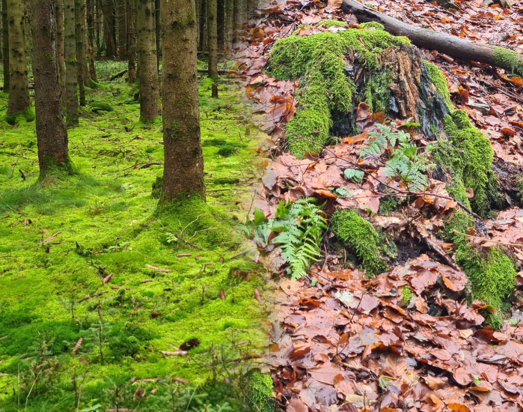 Boden des Jahres: der Waldboden
